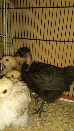 7 pieces ganji nasal chicks