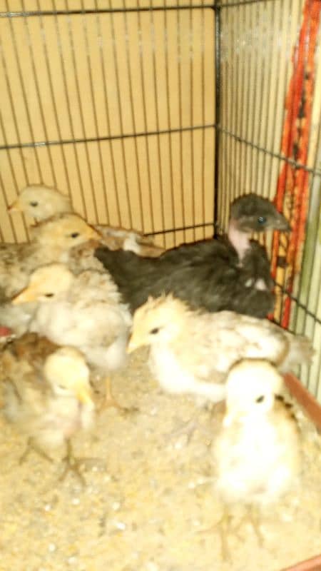 7 pieces ganji nasal chicks 6