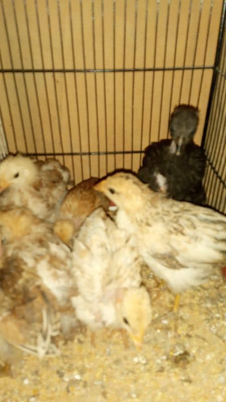 7 pieces ganji nasal chicks 7