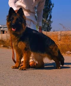 German shepherd breeder female available for sale