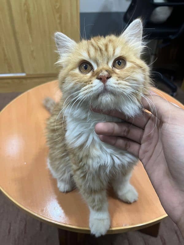 male persian kitten 2