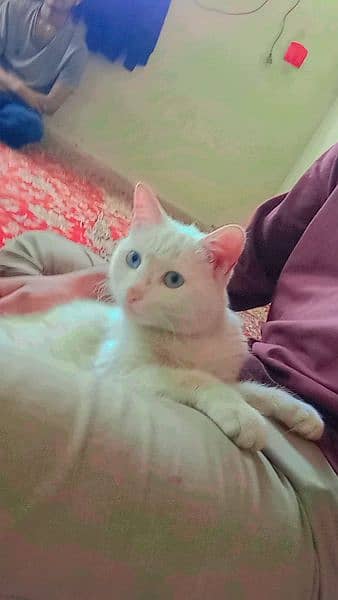 I'm sale my female cat full active ha 03162203714 1