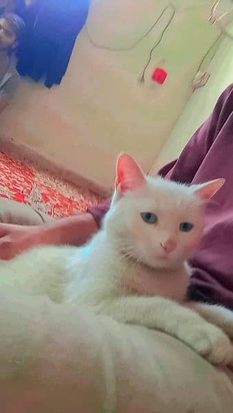 I'm sale my female cat full active ha 03162203714 2