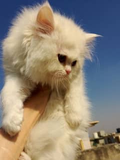 Persian triple coated female kitten