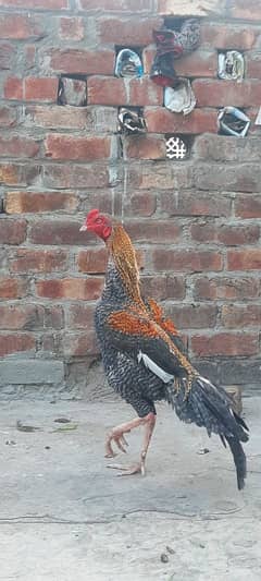 3000 ki Aseel hen or 7000 ka mugah for Sale