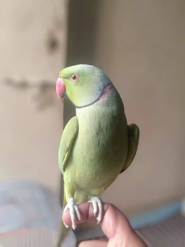 GREEN RINGNECK TALKING HAND TAMED MALE 0