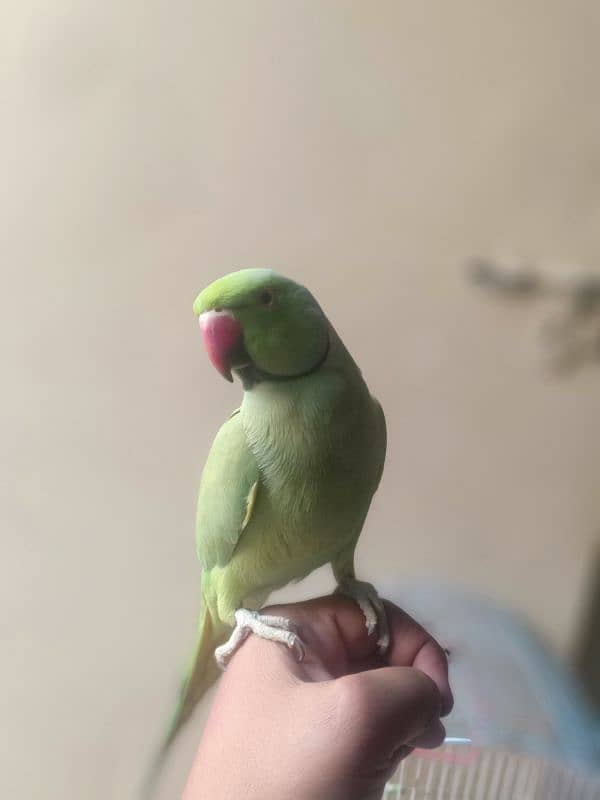 GREEN RINGNECK TALKING HAND TAMED MALE 1