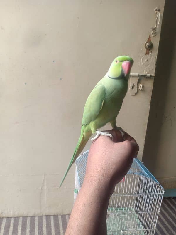 GREEN RINGNECK TALKING HAND TAMED MALE 2