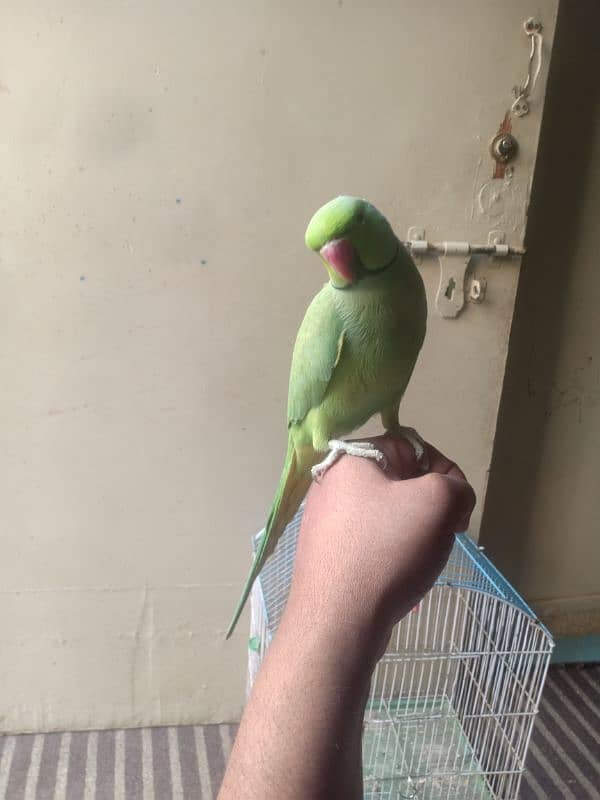 GREEN RINGNECK TALKING HAND TAMED MALE 3