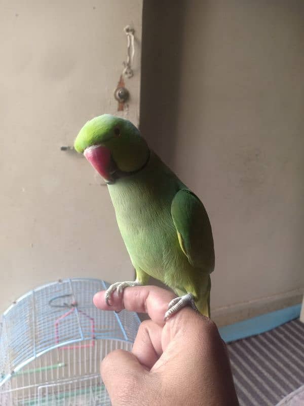 GREEN RINGNECK TALKING HAND TAMED MALE 4