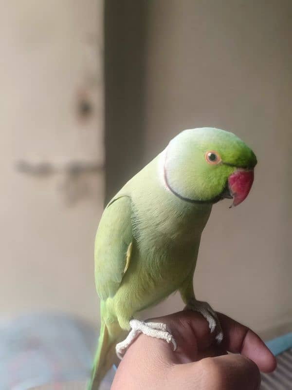 GREEN RINGNECK TALKING HAND TAMED MALE 5