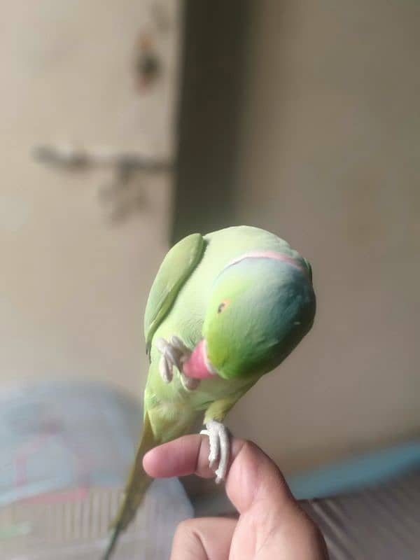 GREEN RINGNECK TALKING HAND TAMED MALE 6