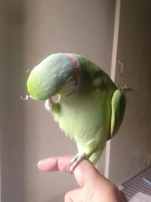 GREEN RINGNECK TALKING HAND TAMED MALE 7