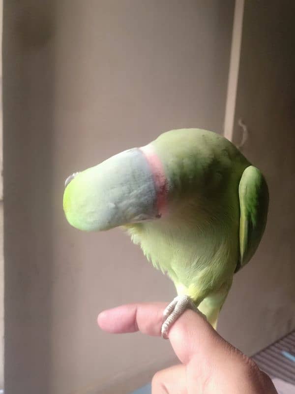 GREEN RINGNECK TALKING HAND TAMED MALE 8