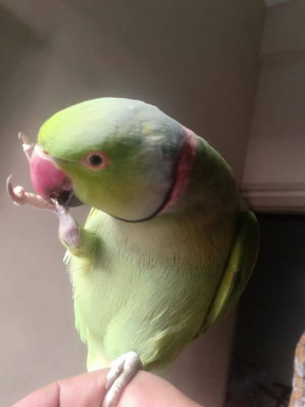 GREEN RINGNECK TALKING HAND TAMED MALE 9