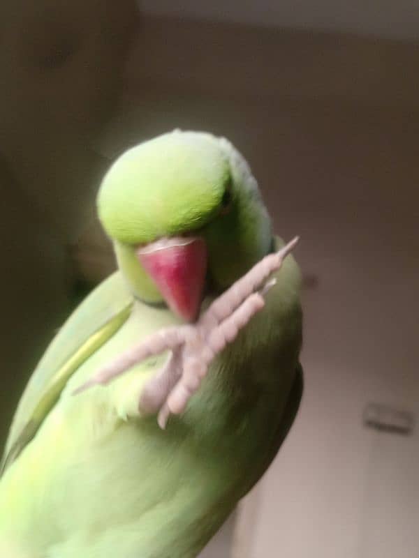 GREEN RINGNECK TALKING HAND TAMED MALE 10