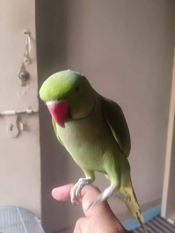 GREEN RINGNECK TALKING HAND TAMED MALE 11