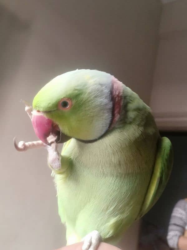 GREEN RINGNECK TALKING HAND TAMED MALE 12