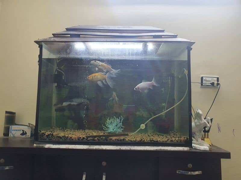 fish aquarium with 5 big  fish 0