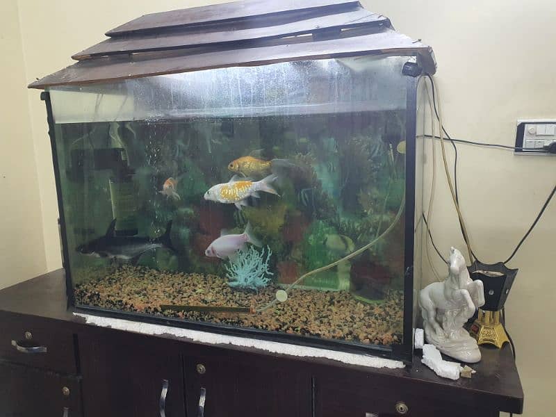 fish aquarium with 5 big  fish 1