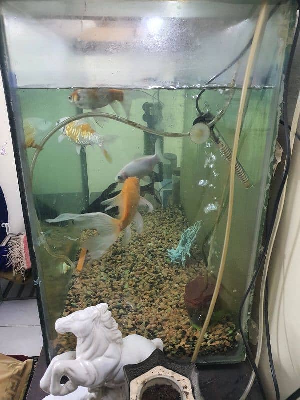 fish aquarium with 5 big  fish 2