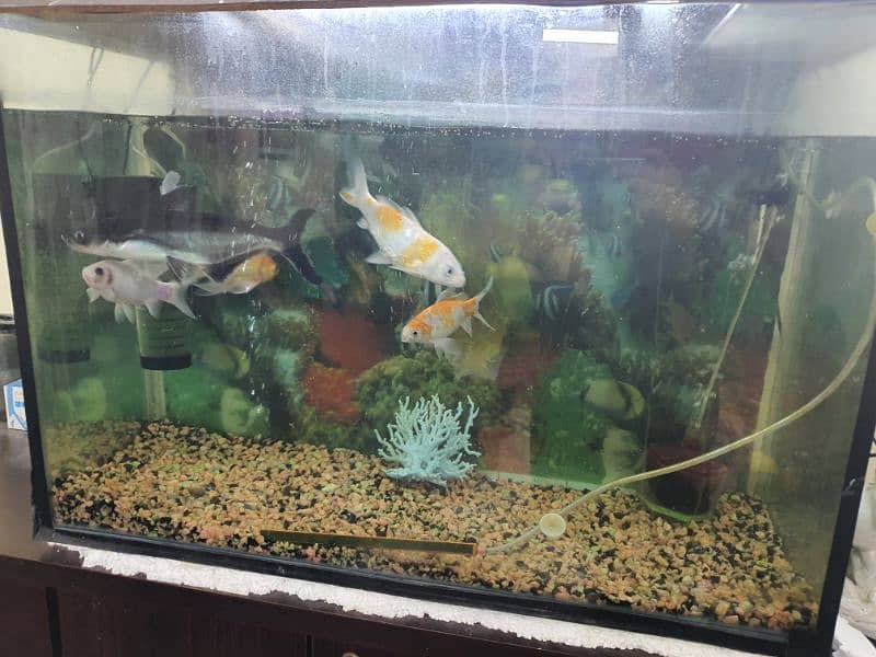 fish aquarium with 5 big  fish 3