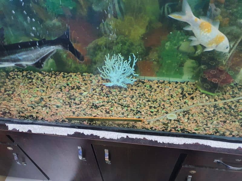 fish aquarium with 5 big  fish 4