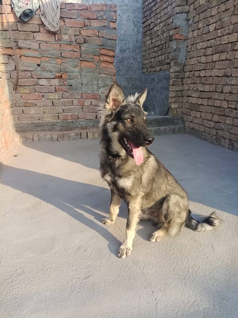 Alsasian Bhigyari Pet dog is for sell 1