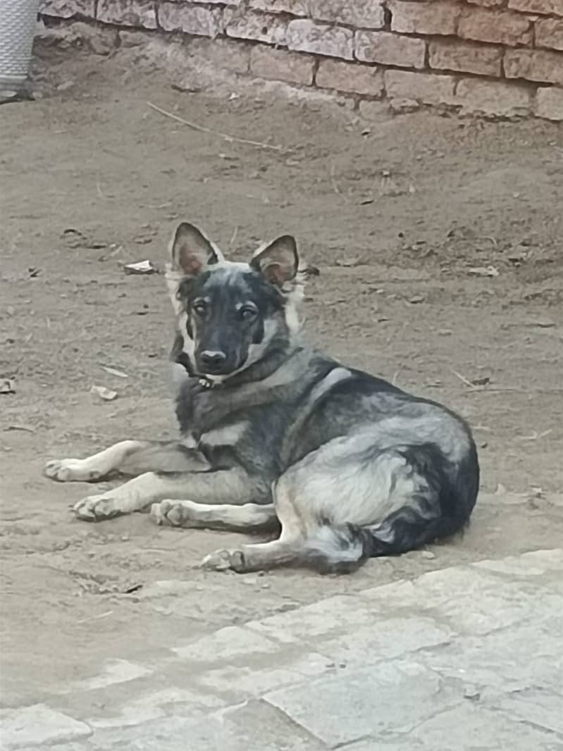 Alsasian Bhigyari Pet dog is for sell 2