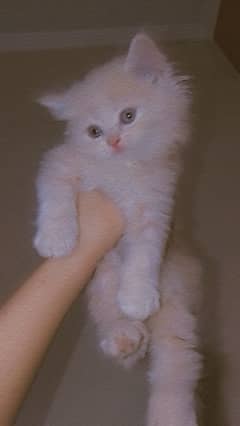 cute pure Persian male kittens home breed lovely and active