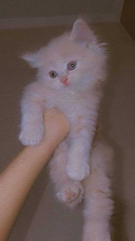 cute pure Persian male kittens home breed lovely and active 0