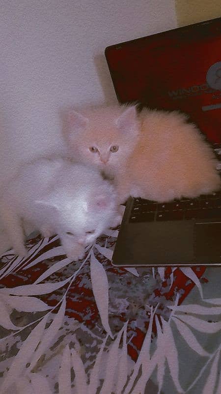 cute pure Persian male kittens home breed lovely and active 1