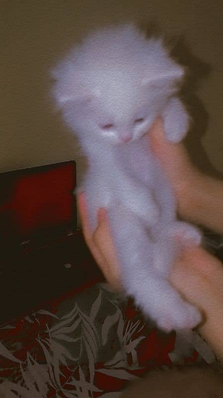 cute pure Persian male kittens home breed lovely and active 2