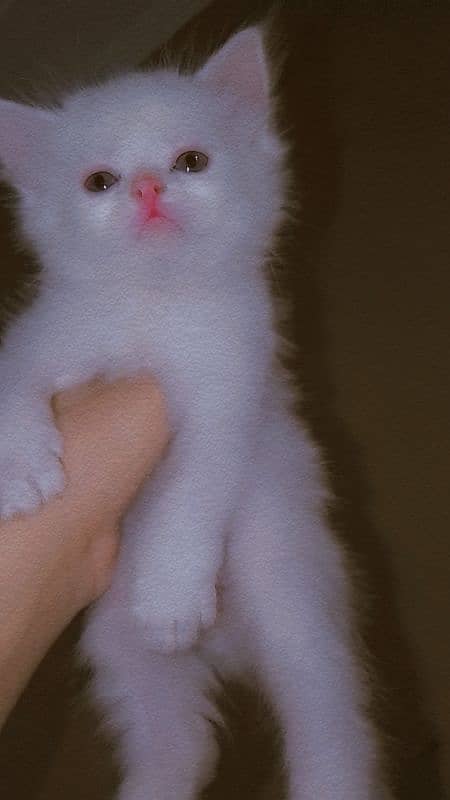 cute pure Persian male kittens home breed lovely and active 3