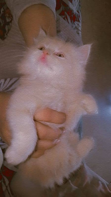 cute pure Persian male kittens home breed lovely and active 4