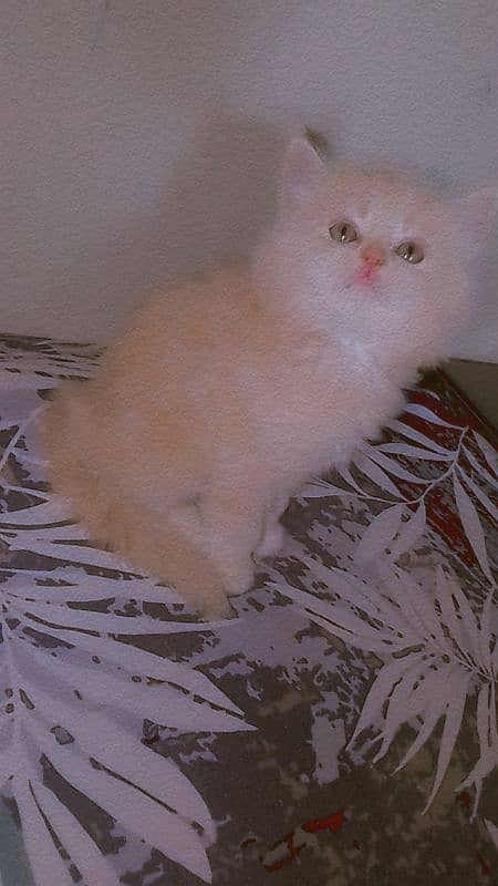 cute pure Persian male kittens home breed lovely and active 6