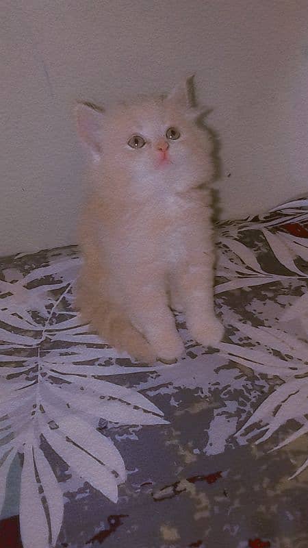 cute pure Persian male kittens home breed lovely and active 7