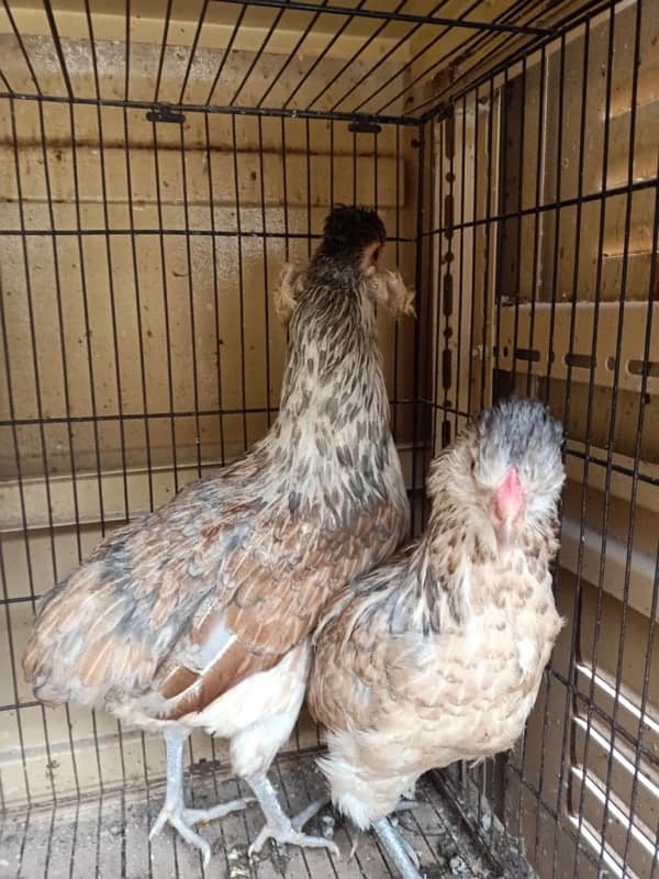 ARaucana / Blue Green Eggs / Pairs 5