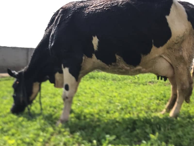 Pregnant Cow with High Milking 1