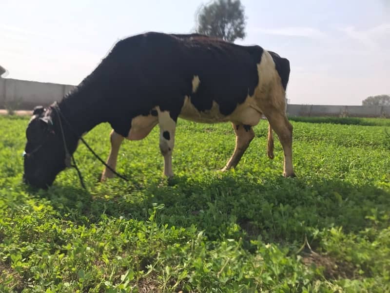 Pregnant Cow with High Milking 3