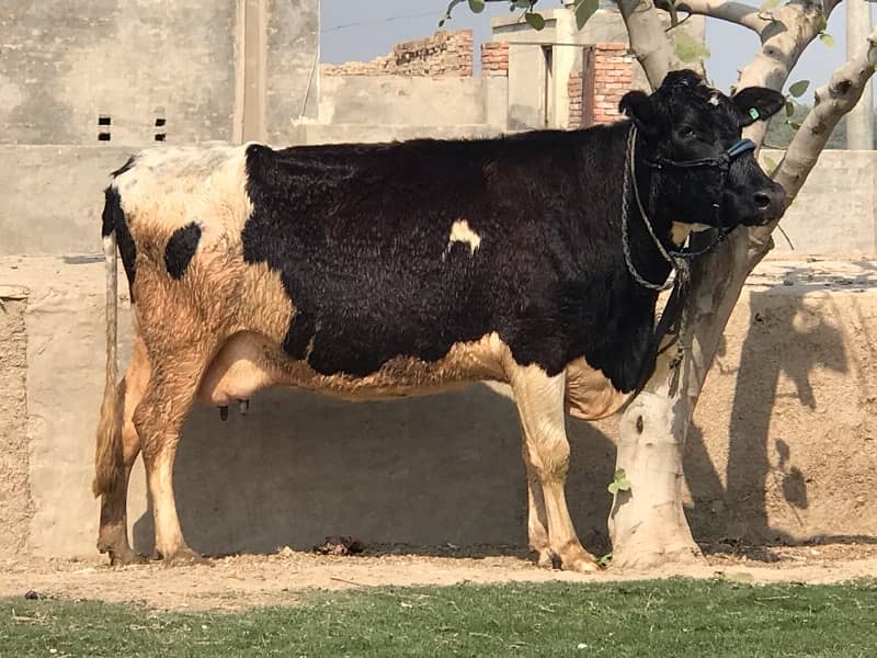 Pregnant Cow with High Milking 4