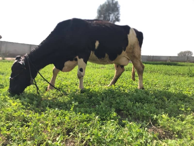 Pregnant Cow with High Milking 5