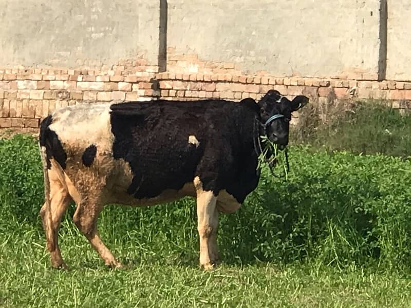 Pregnant Cow with High Milking 6