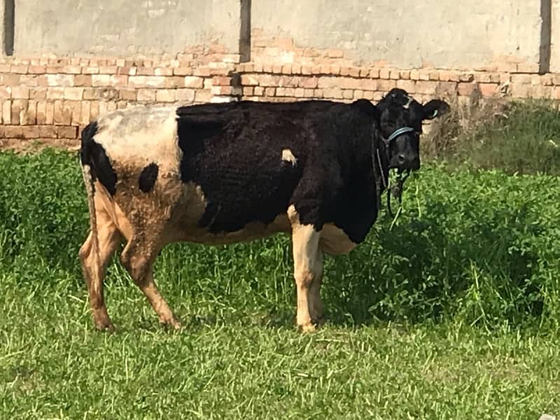 Pregnant Cow with High Milking 7