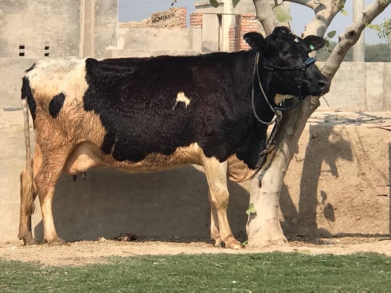 Pregnant Cow with High Milking 8