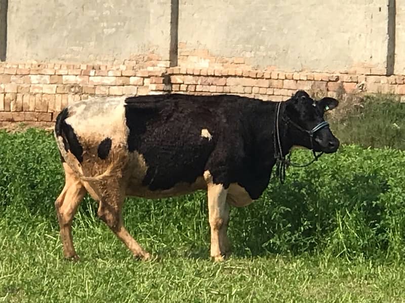 Pregnant Cow with High Milking 9