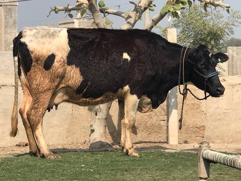 Pregnant Cow with High Milking 10