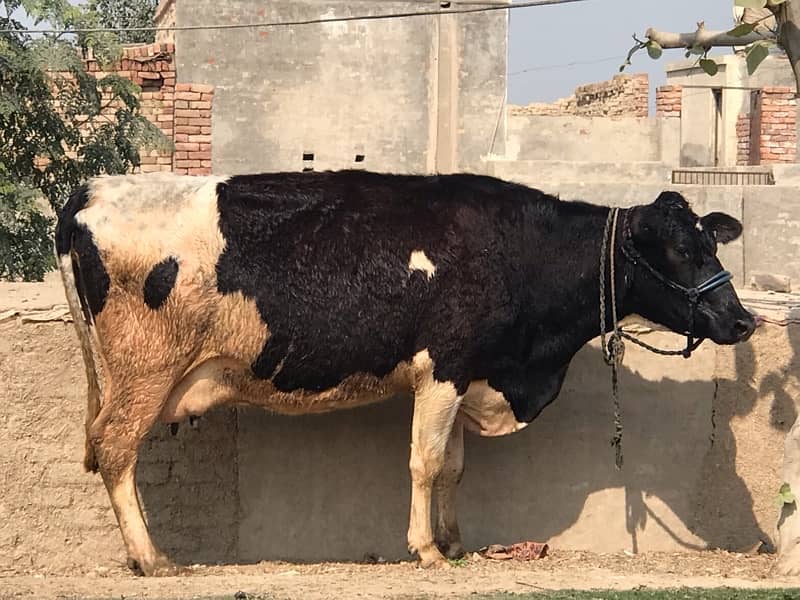 Pregnant Cow with High Milking 11