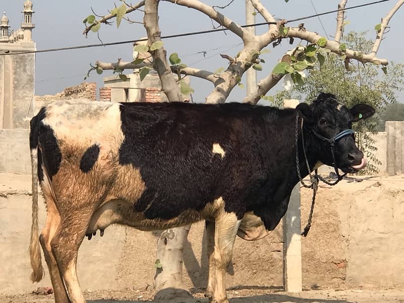 Pregnant Cow with High Milking 12