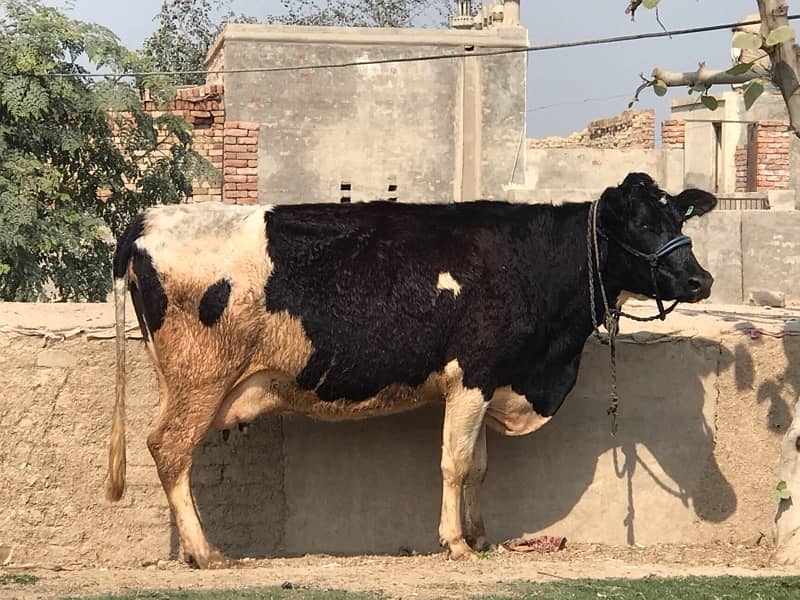 Pregnant Cow with High Milking 13